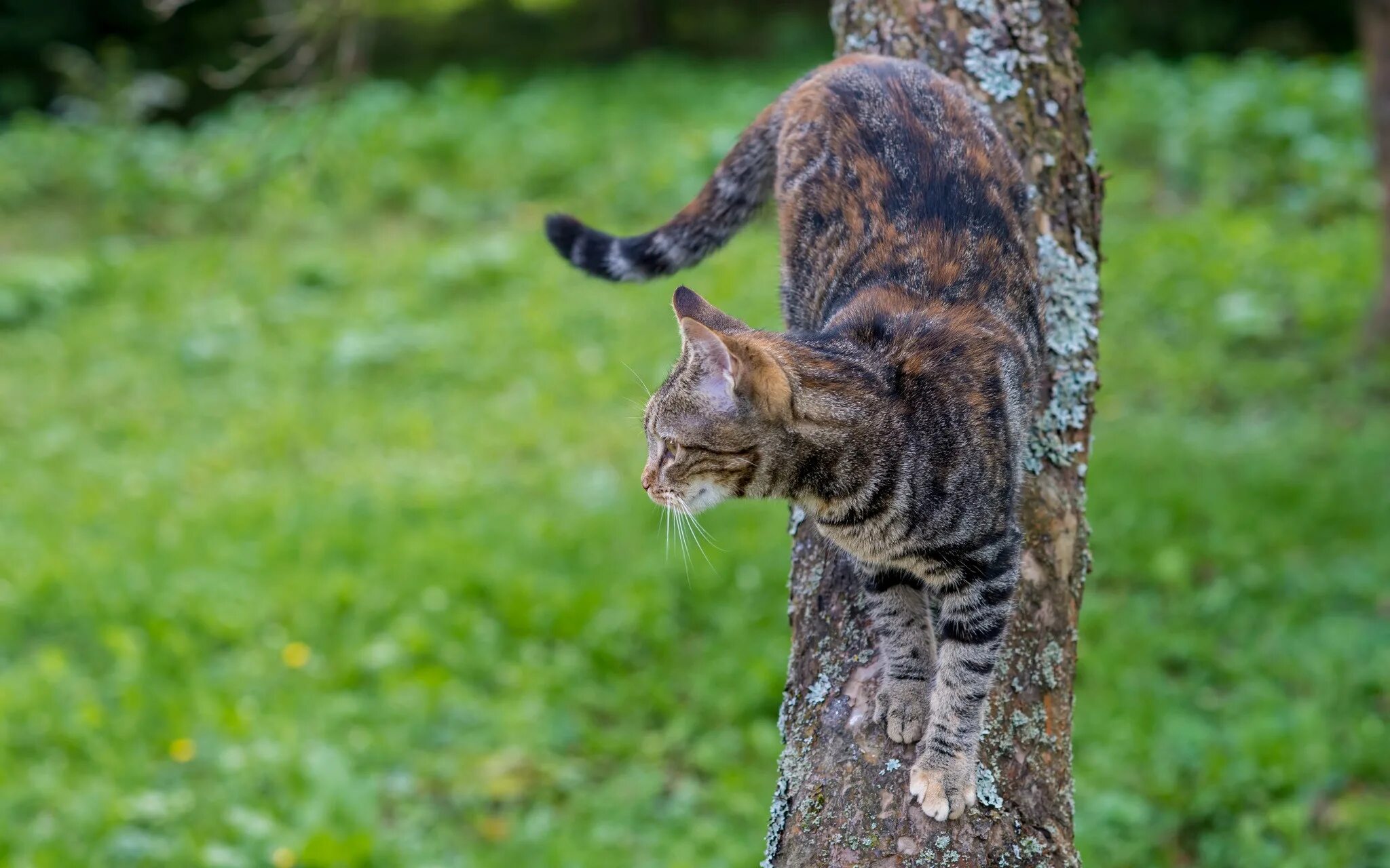Почему коты лазят