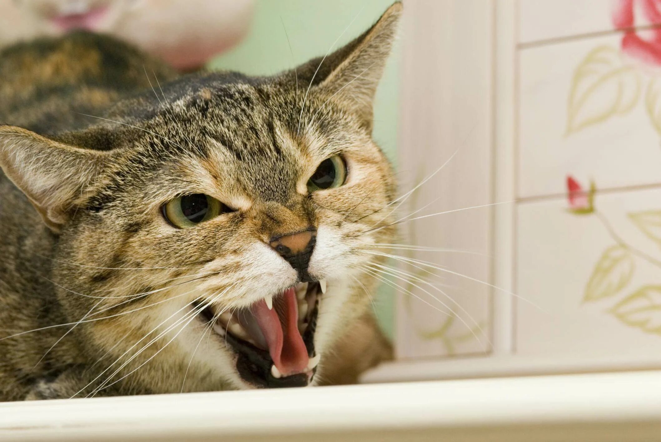 Шипение котов звук. Агрессивный кот. Шипящая кошка. Стресс у кошки. Кот рычит.