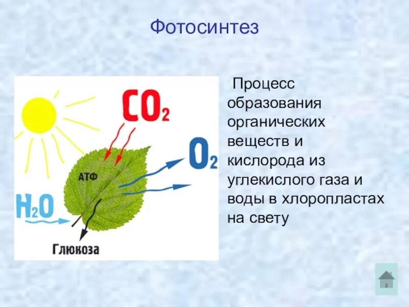При дыхании растений образуются органические вещества. Фотосинтез выделение кислорода. В процессе фотосинтеза.кислород углекислый ГАЗ. Процесс фотосинтеза процесс. Фотосинтез органические вещества.