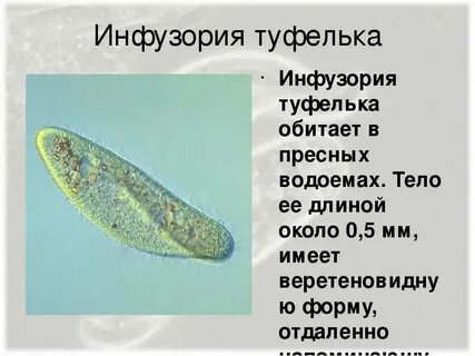 Инфузории обитают в пресноводных водоемах