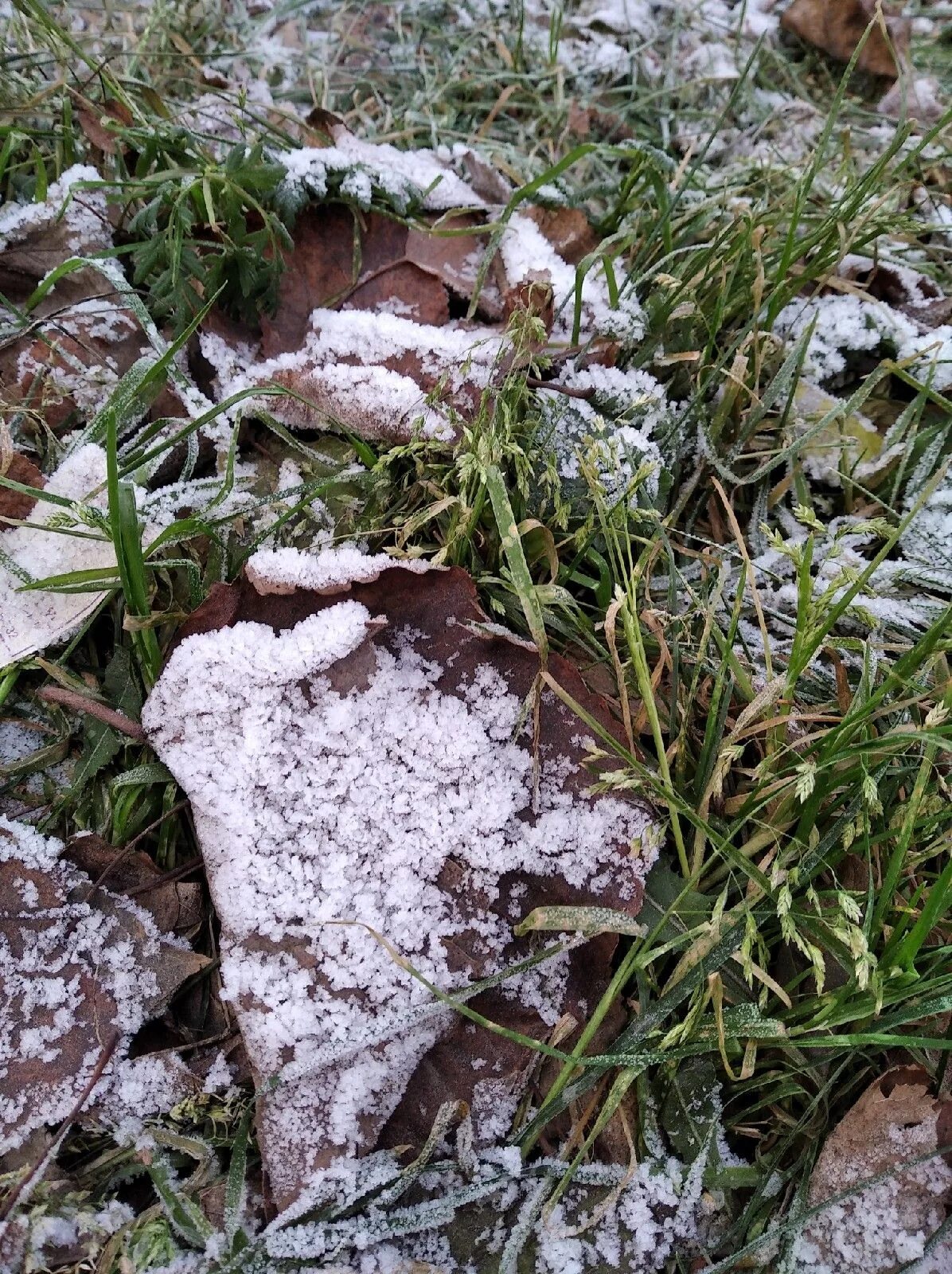 Будут ли заморозки в подмосковье в мае. Заморозки в мае. Заморозки на почве. Заморозки ожидаются в Татарстане. Заморозок на почве.