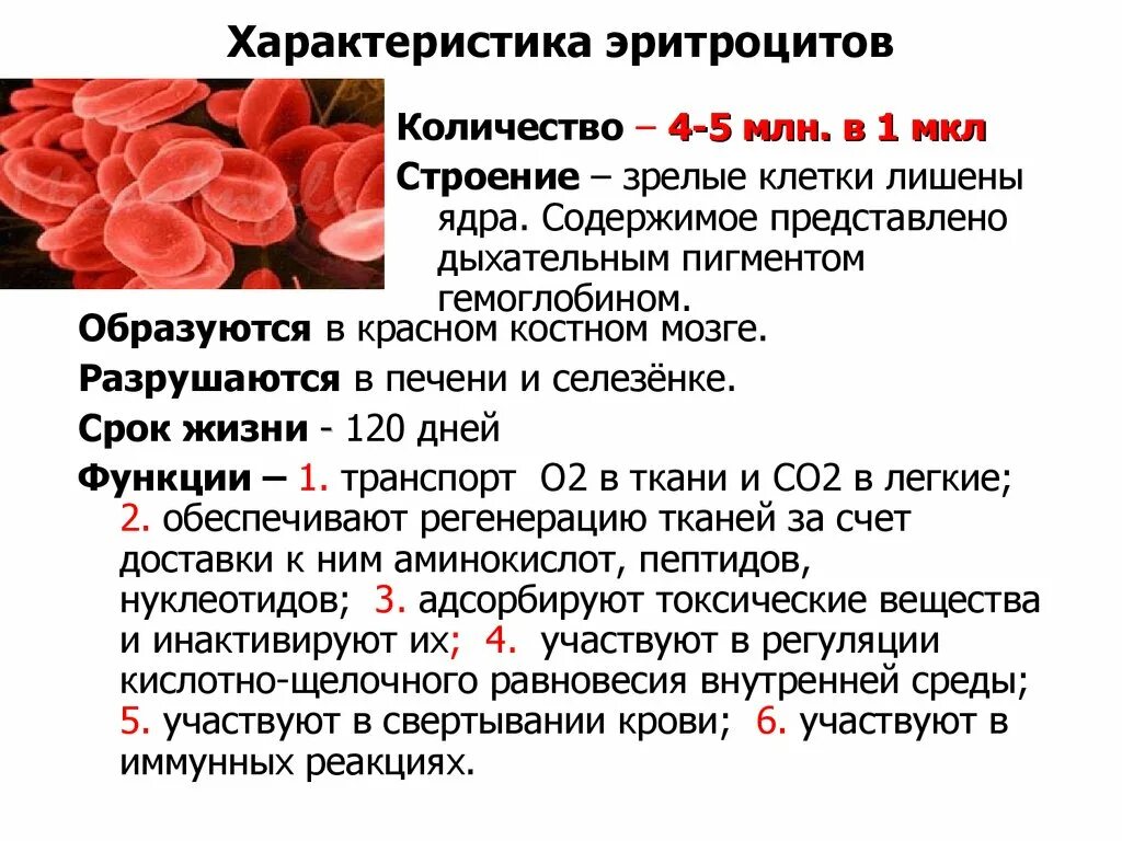 Строение эритроцита человека. Эритроциты строение и функции. Эритроциты особенности строения и функции. Эритроциты краткая характеристика. Эритроциты их функции и структура количество.