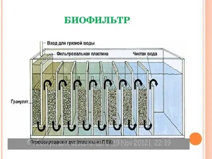 Роль биофильтров выполняют