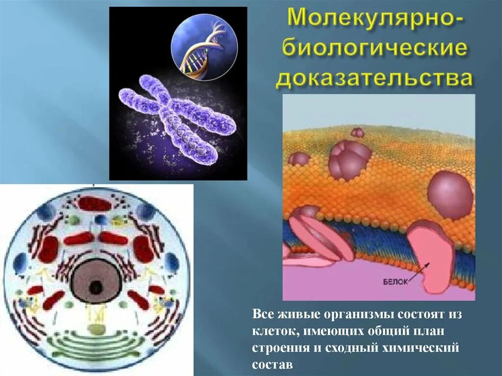 Молекулярно-биологические доказательства. Молекулярные доказательства эволюции. Молекулярно-биологические и цитологические доказательства эволюции. Биохимические и молекулярно биологические доказательства эволюции.