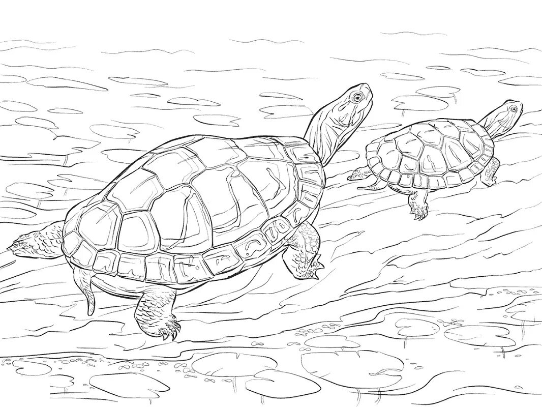 Красноухая черепаха раскраска. Черепаха раскраска для детей. Морская черепаха раскраска. Черепаха картинка для детей раскраска.