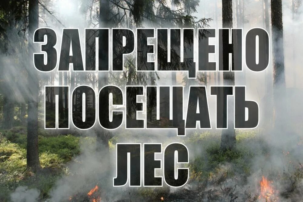 Запрет на посещение лесов. Посещение лесов запрещено. Ограничено пребывание граждан в лесах. Посещение леса запрещено пожароопасный период.