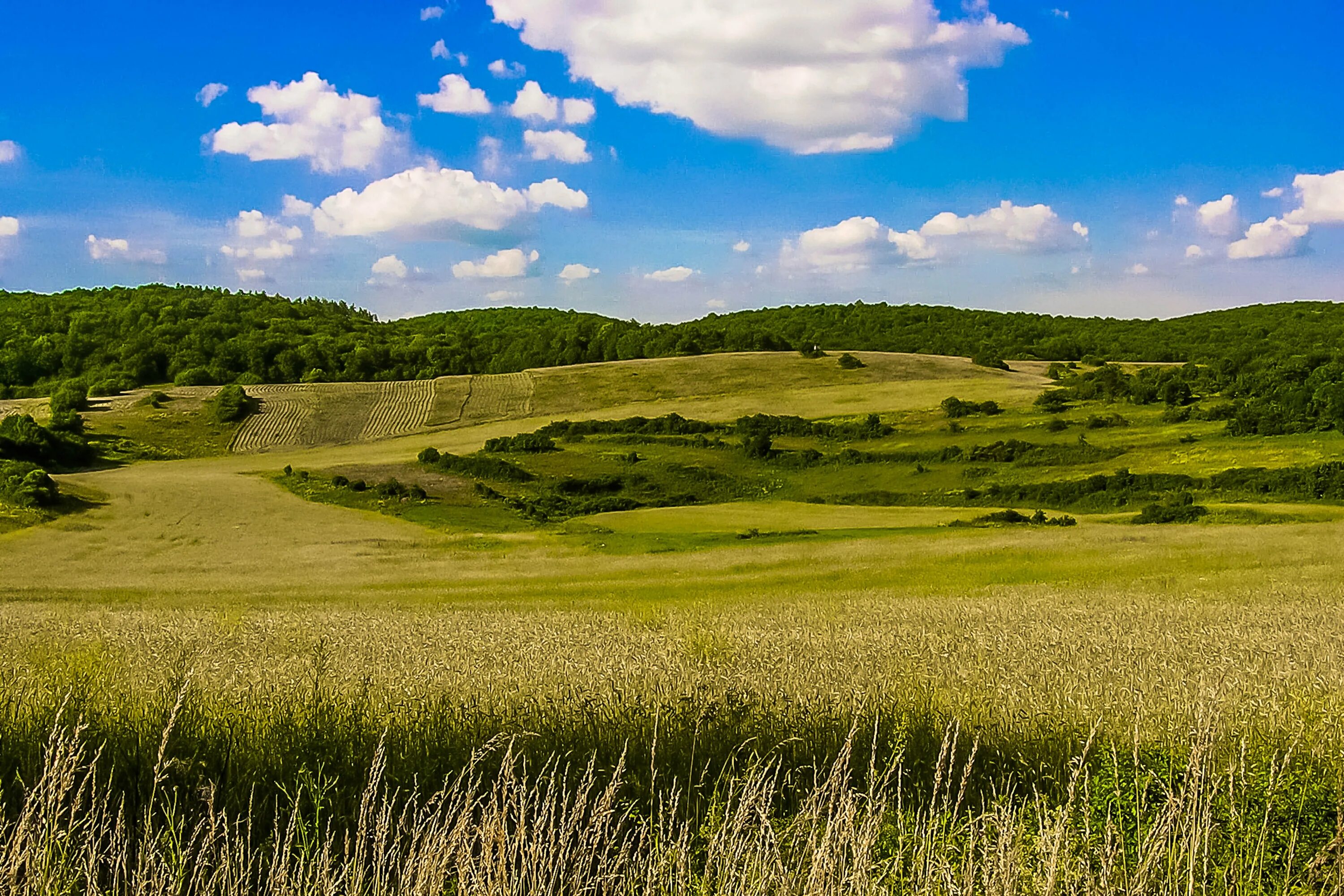 Холмистая равнина рельеф. Луговой пастбищный агроландшафт. Восточно-европейская равнина Холмистая. Зауральская Холмистая возвышенная равнина.