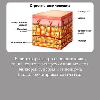 Подкожная клетчатка цвет