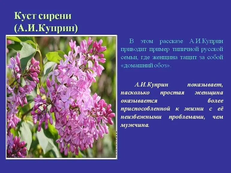 Сирень краткое содержание бунин