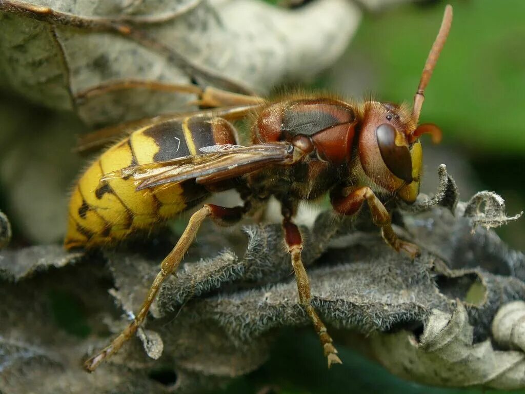 Оса размер. Шершень веспа. vespa crabro гнездо. шершень и оса. шершень обыкновенный.