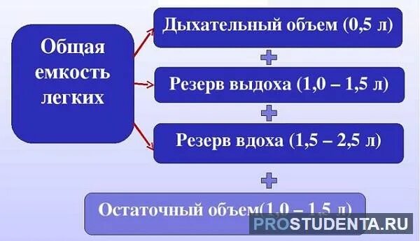 Жизненная емкость складывается из