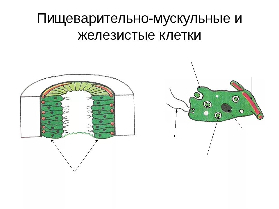 Кожно мускульные клетки