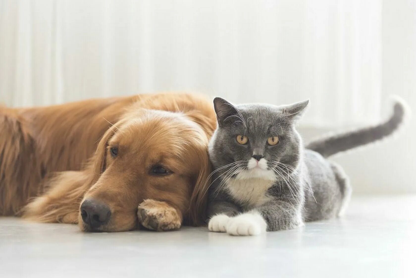 Про кошек и собак. Домашние животные. Кошка. Коты и собаки вместе. Котик и собака вместе.