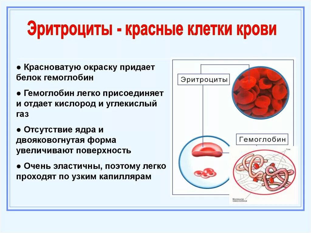 Гемоглобин какая ткань. Схема строения эритроцита. Строение эритроцитов. Эритроциты в крови. Строение эритроцита человека.