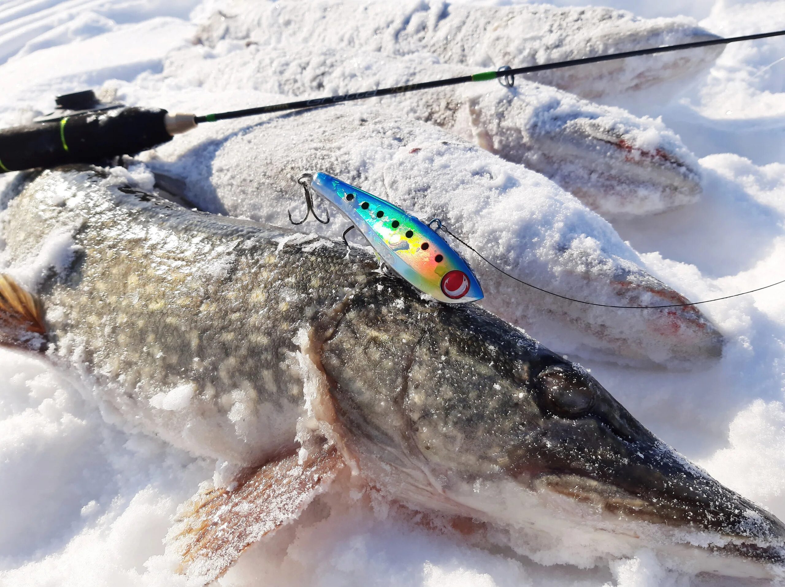 Ловля карася зимой. Улов карася. Зимняя рыбалка на щуку. На что ловить рыбу в марте. Озеро окункуль.