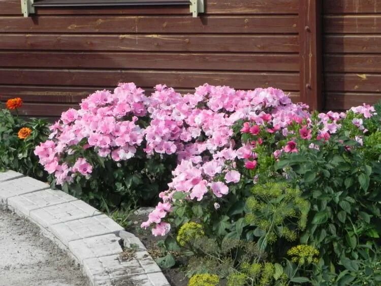 Lavatera trimestris 'Pink Blush' & Basil herbalea 'Wild Magic' Beautiful gardens