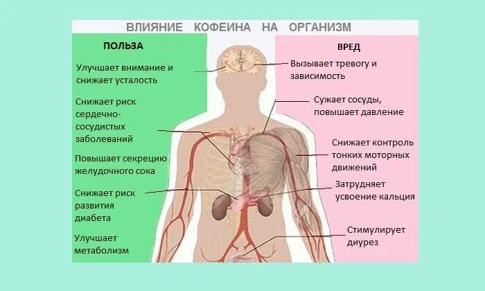 Действие кофеина на организм. Влияние кофеина на организм. Влияние кофе на организм человека. Воздействие кофеина на желудок. Влияние кофеина на метаболизм.