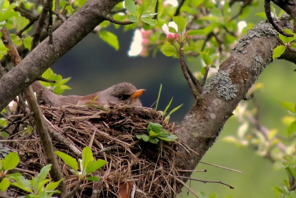 Птицы весной вьют. Краснозобый Дрозд гнездо. Гнездо для птиц.. Птицы вьют гнезда на деревьях.