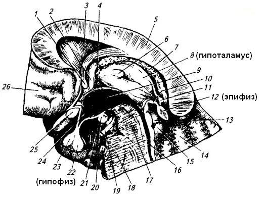 Гипофиз у животных. Гипофиз КРС анатомия. Гипофиз и шишковидное тело анатомия. Эпифиз топография анатомия. Гипофиз анатомия топография.