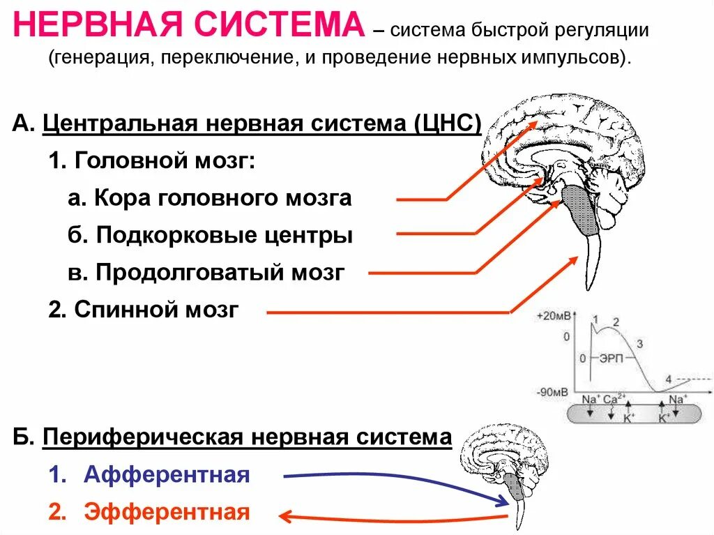 В продолговатом мозге находится нервный центр. Афферентные системы мозга. Подкорковые центры продолговатого мозга. Афферентная нервная система. Периферическая нервная система афферентная и Эфферентная.