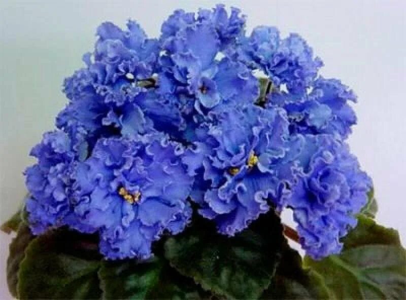Фиалка рос цвет. Фиалка душистая рен де бланш. Фиалка душистая (viola odorata `konigin charlotte`). Фиалка душистая лесная. Виола душистая (viola odorata).