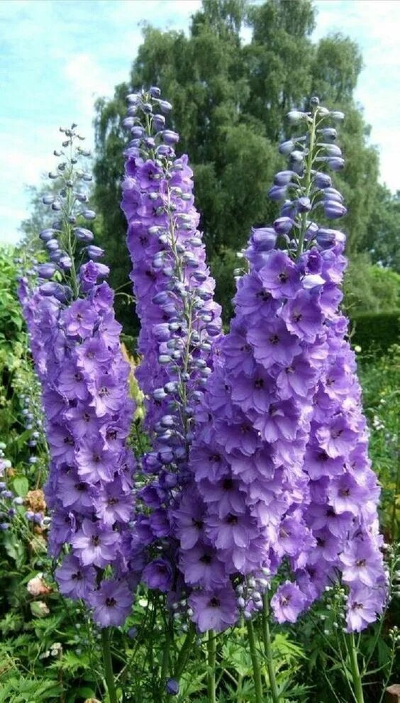 Blue towers Delphinium, Larkspur, Plants