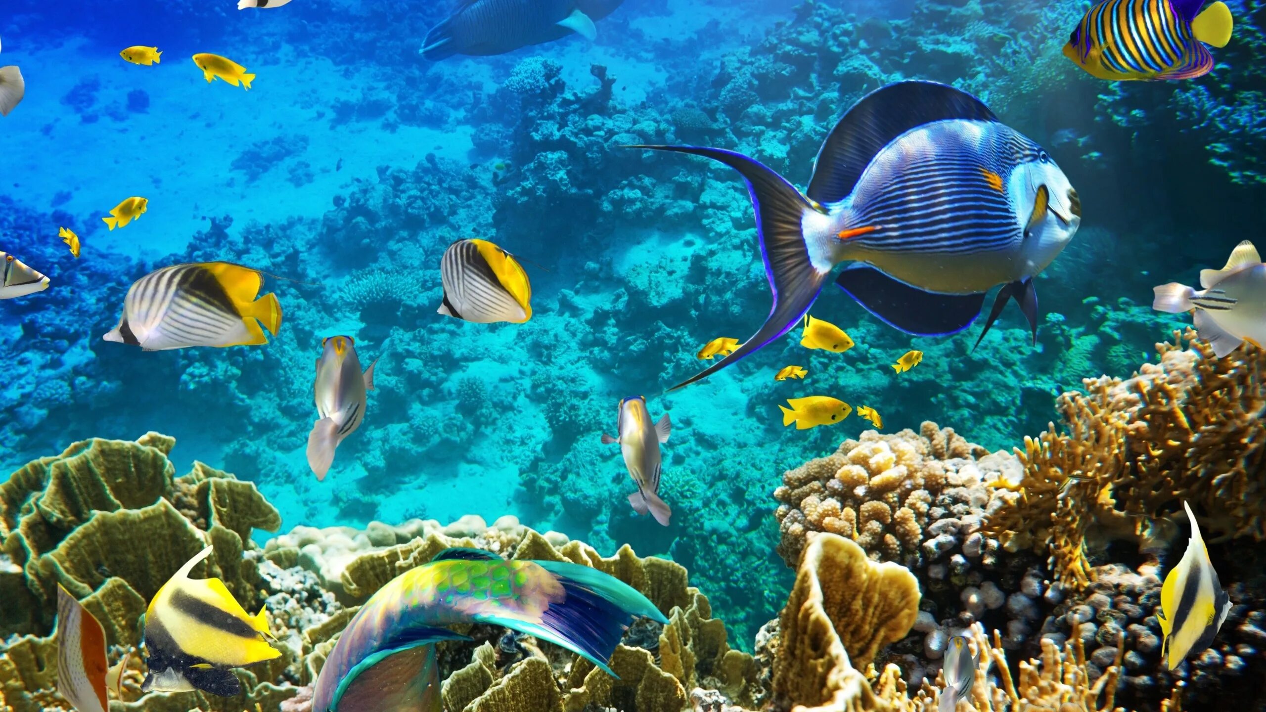 Рыбы под водой. Подводный мир океана. Подводный мир рыбки. Морские глубины.