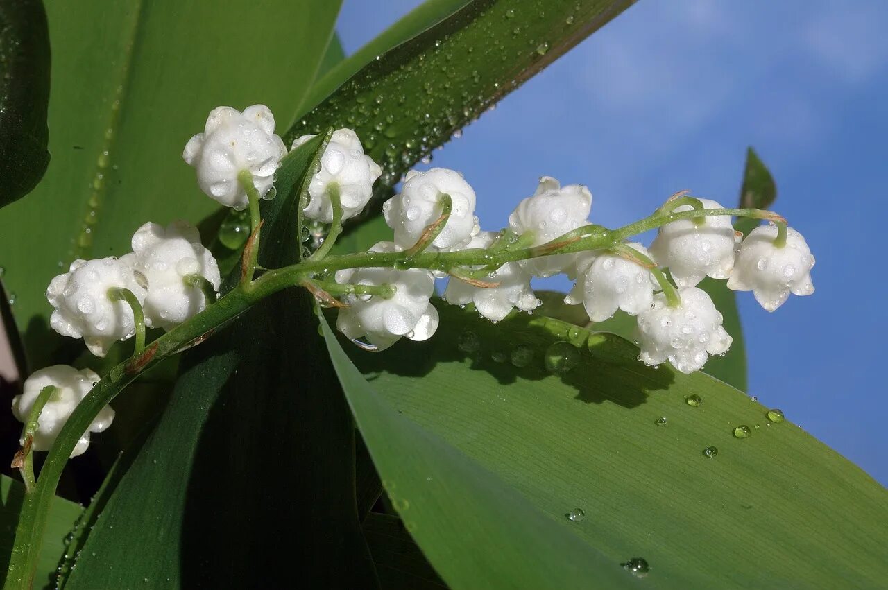 калебасовое дерево. катальпа белая дерево. кустарник магнолия флора белый. акация беловатая. белая после цветения.