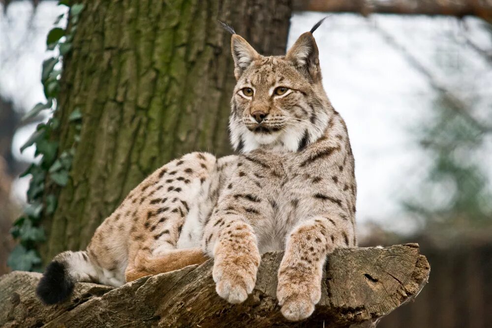 Рысь занесена. Рысь Кавказская. Обыкновенная Рысь Lynx Lynx. Сочинский национальный парк Рысь. Рысь европейская обыкновенная.