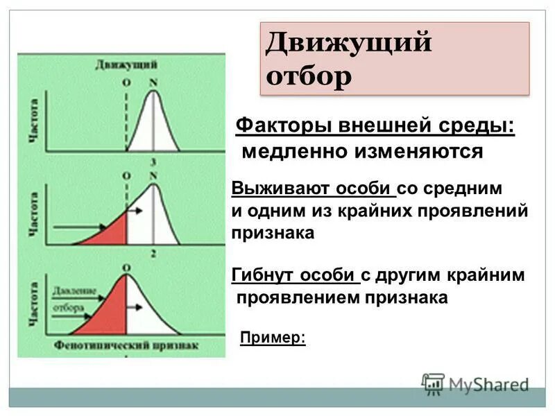 Проявление движущего отбора. Движущий отбор. движущий фактор естественного отбора. направление движущего отбора. движущий или направленный отбор.