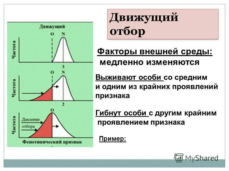 Движущая форма отбора. Движущий отбор. Движущая форма отбора примеры. Движущий фактор естественного отбора.