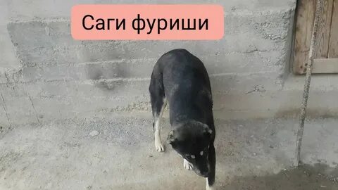 Сомон тч собака