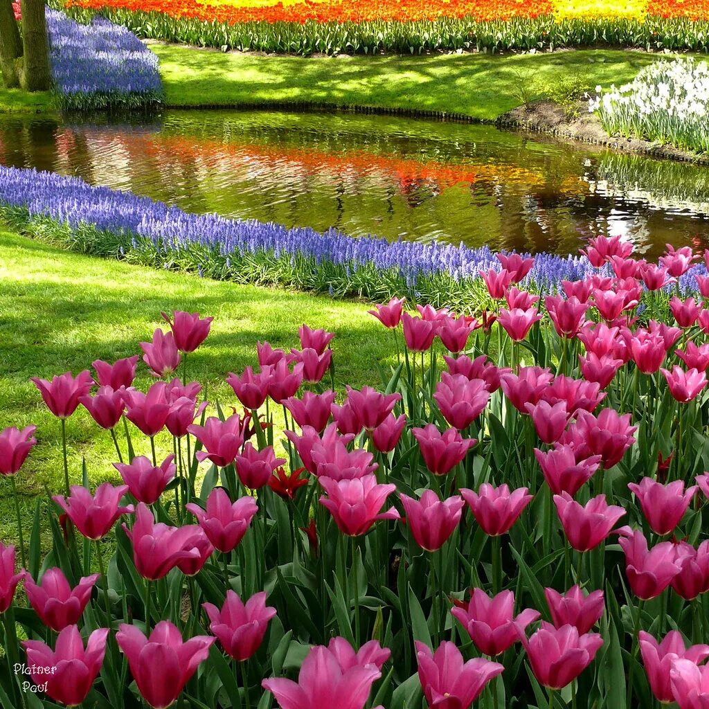 Тюльпан шренка tulipa schrenkii. Поле весенних цветов. Красивые тюльпаны в природе. Тюльпаны в степи сообщение 4 класс. Тюльпаны в природе.