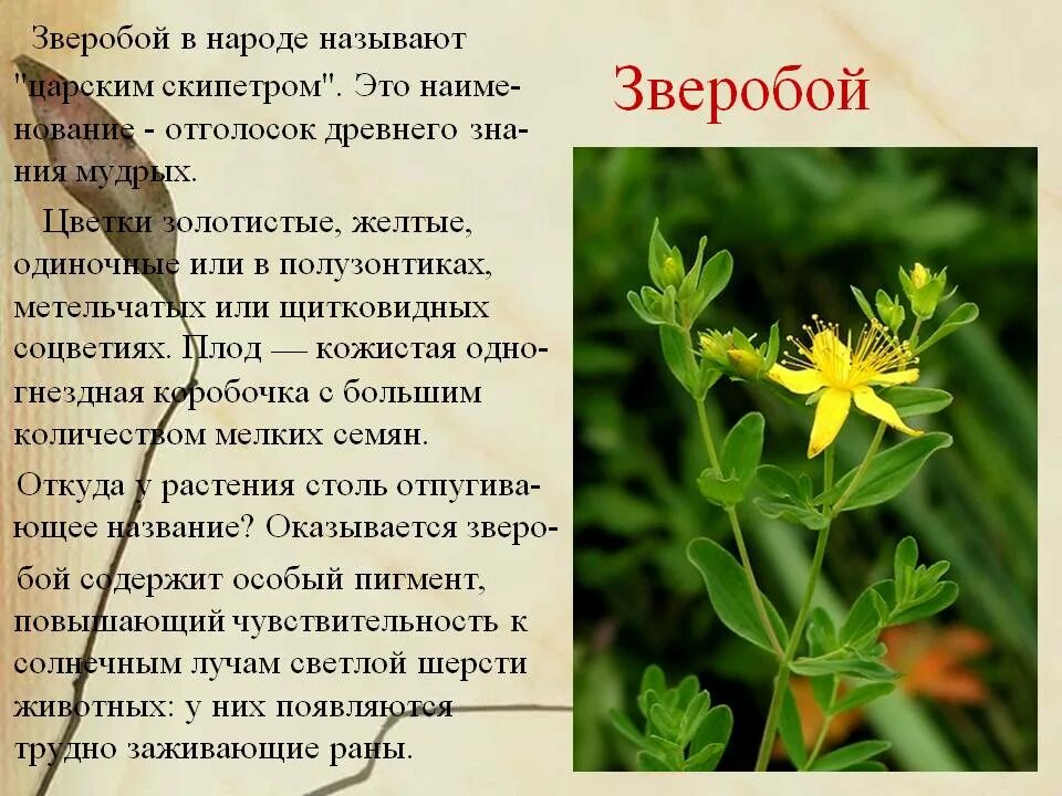 Дубравный зверобой. Зверобой Hypericum флористика. Зверобой лекарственное растение. Полезные растения зверобой.