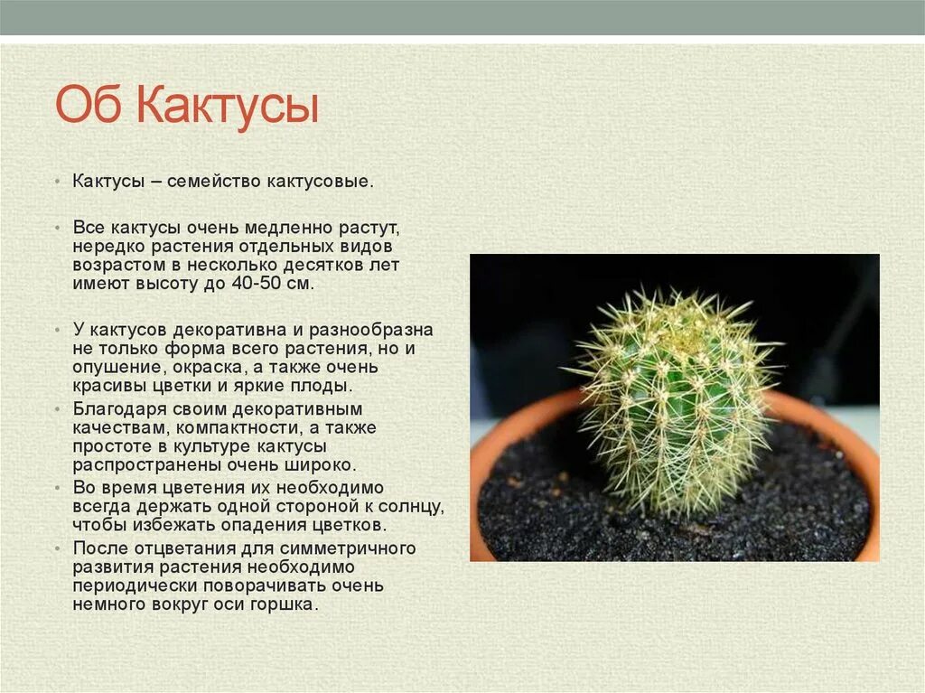 Как прибили, так и держится. Бедные кактусы, за что же вас так? Посад Дзен