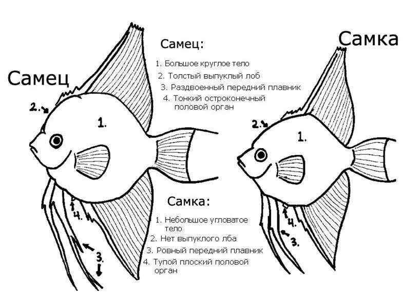 Как отличить рыбок самца от самки. Скалярии отличия самца от самки. Рыбки скалярий самец самка. Скалярия самец отличия от самки. Скалярии отличить самца от самки.