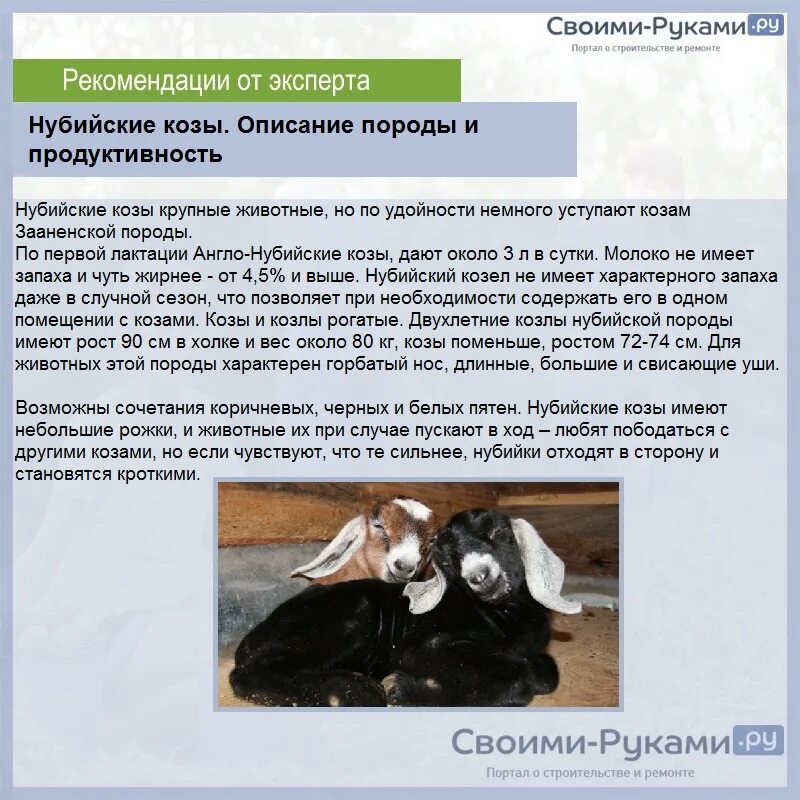 Нубийская коза сколько дает молока. Продуктивность молока пород коз. Породы коз молочных без запаха. Коза нубийской породы продуктивность. Нубийская коза молочная продуктивность.