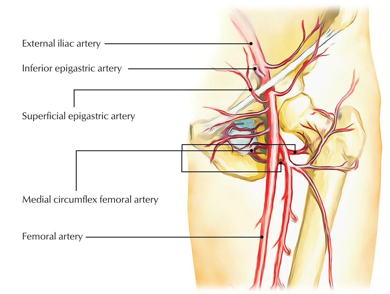 Артерия глютена Супериор. Superficial epigastric artery. Circumflexa артерия. Arteria femoralis анатомия. Артерии яичка