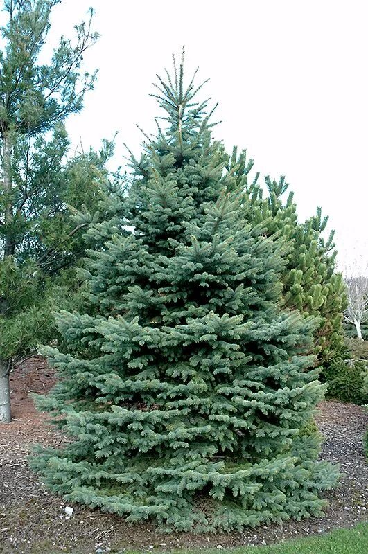 Ель колючая Baby Blue. Picea pungens "Baby Blue Eyes" - ель колючая. Ель колючая Беби Блю айс. Ель голубая бэби Блю. Ель блю айс