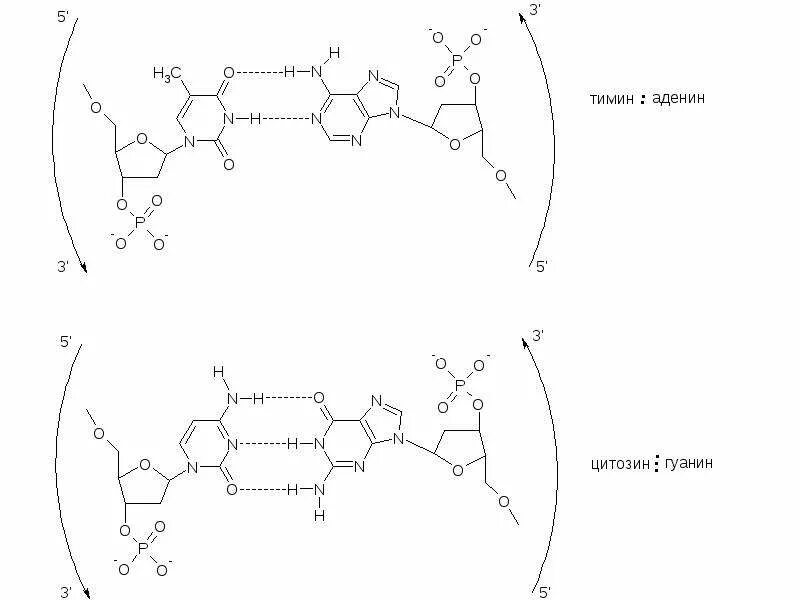 Тимин формула. Структура аденина Тимина гуанина. Строение ДНК гуанин. ДНК аденин Тимин. ДНК аденин гуанин цитозин Тимин связь.