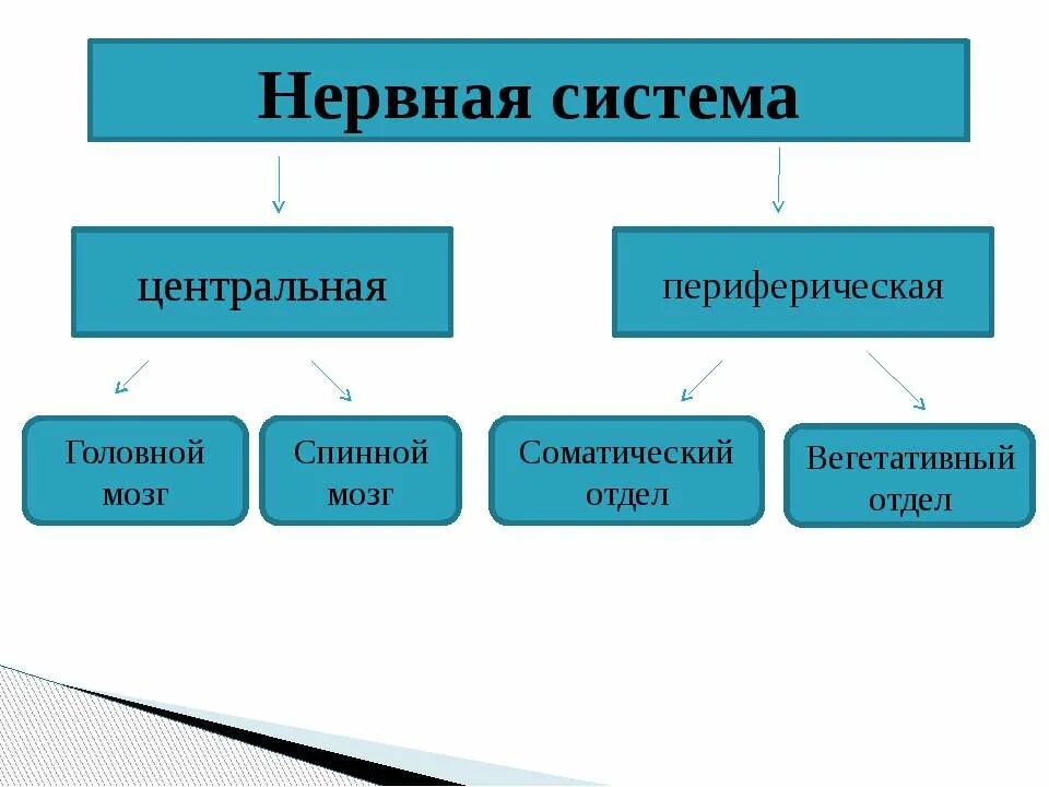 Виды нервной системы 8 класс. Отделы нервной системы. Центральная и периферическая нервная система. Нервная система 8 класс. Отделы нервной системы и их функции.