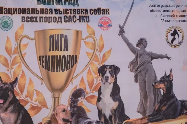 Выставка собак ярославль 2024. Выставки собак Волгоград. На выставке собак. Выставка собак в Волгограде 2022. Выставка собак реклама.