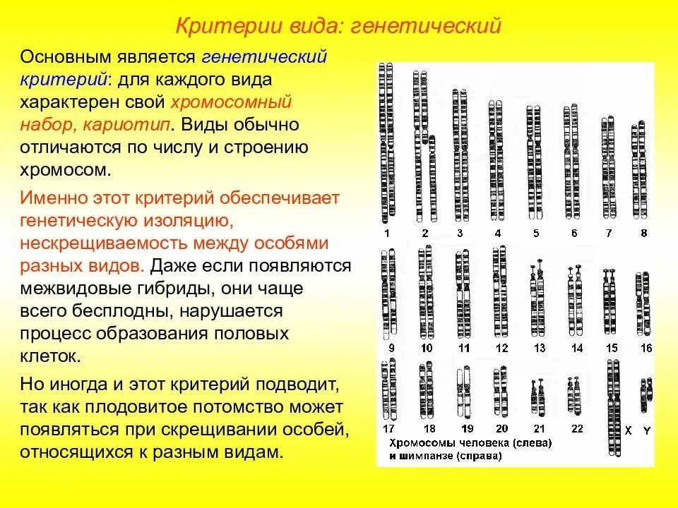 Сколько хромосом в яйцеклетках шимпанзе