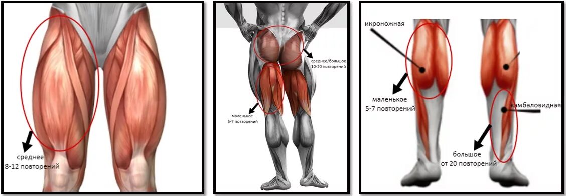 Квадрицепс мышца бедра. Квадрицепс бедра анатомия человека. Анатомия задней поверхности бедра. Четырехглавая мышца бедра (квадрицепс). Как правильно пишется ляжка