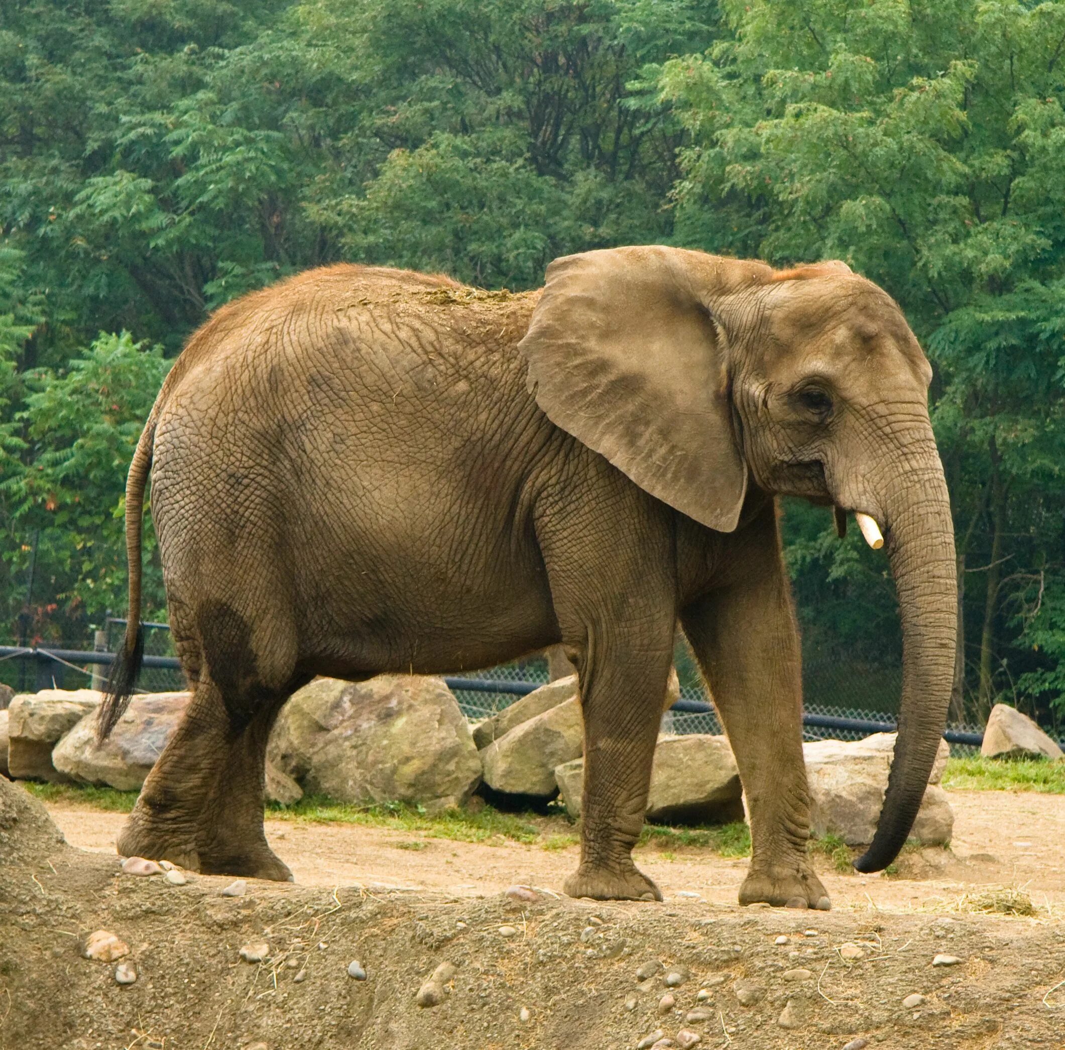 Huge elephant. Африканский слон слон. Гигантский слон. Самый большой слон. Гигантский Африканский слон.