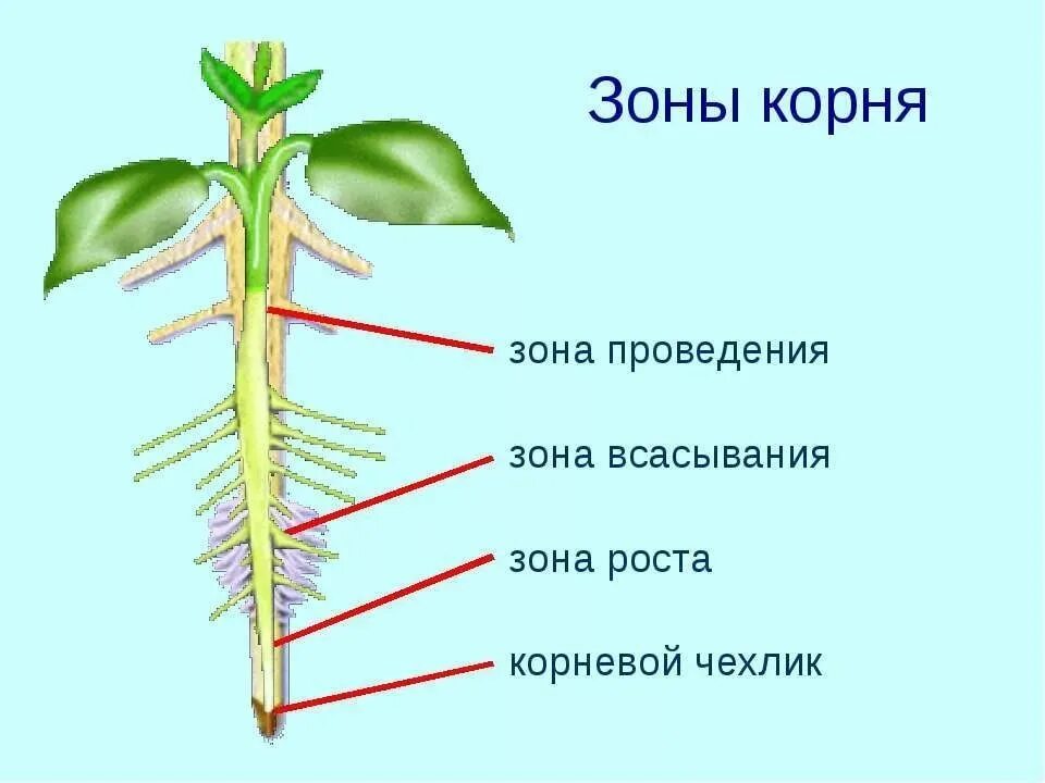 Установите последовательность роста корня. Зоны корня. Строение корня. Зоны корня у растений. Строение корня зоны.