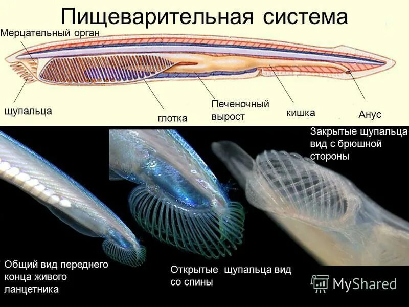 Ланцетник глотка