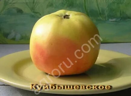 Яблоня куйбышевская описание фото