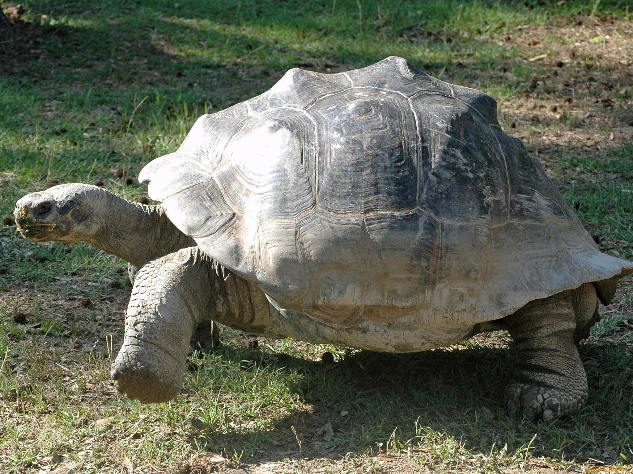 Черепаха без панциря бездомная. Абингдонская слоновая черепаха. Pelochelys cantorii. Панцирь черепахи.