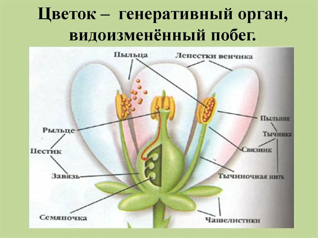 Генеративный способ. Генеративные органы цветковых растений. Строение растений половое размножение. Генеративные органы 6 класс биология. Строение генеративных органов растений.